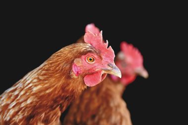 Nařízení Státní veterinární správy - mimořádné opatření k zamezení šíření ptačí chřipky