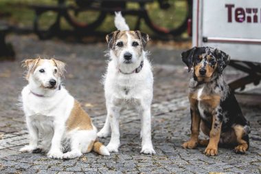 Poplatek za psa do konce března